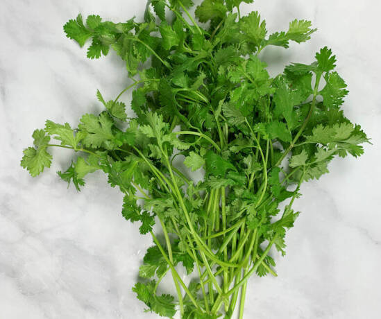 Fresh Cilantro