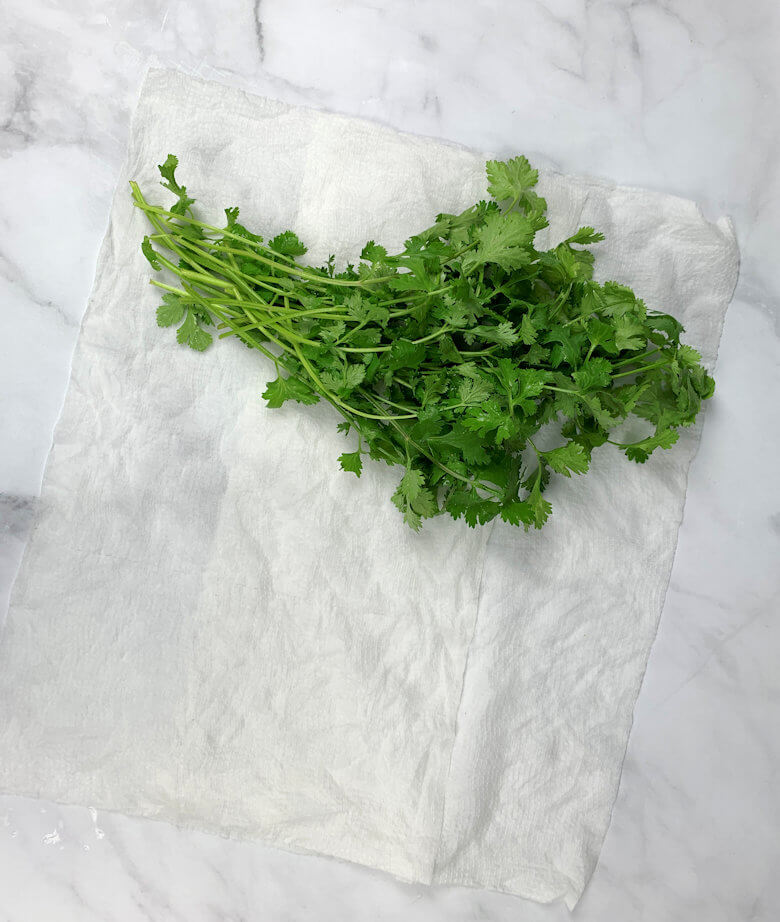 Cilantro on damp towel