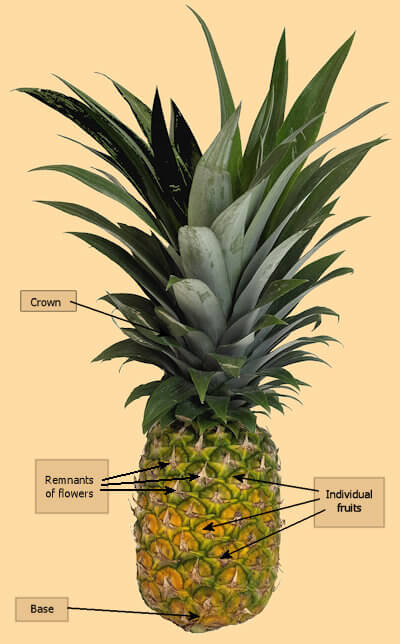 Anatomy of a pineapple